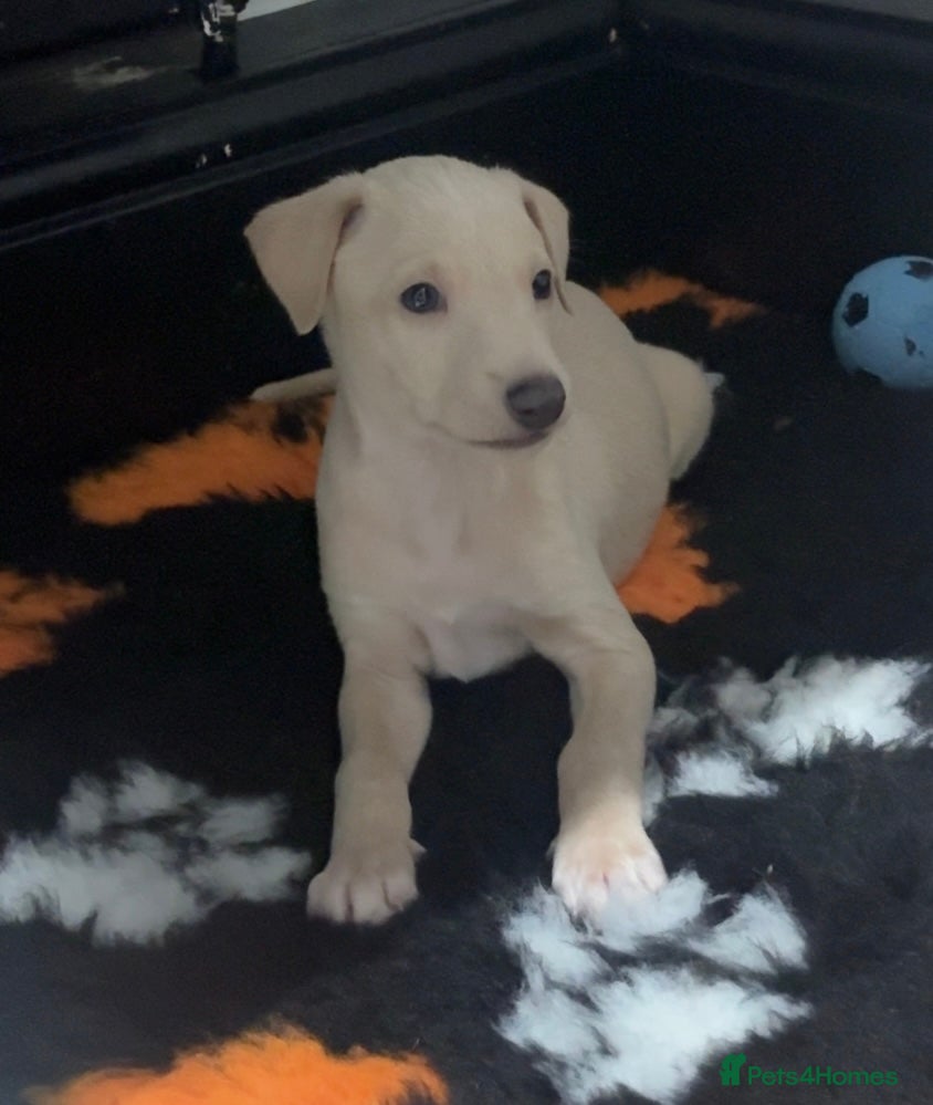 Italian Greyhound dogs Exceptionally Well-Bred Italian Greyhound Puppies - Advert 1