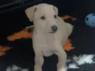 Italian Greyhound dogs Exceptionally Well-Bred Italian Greyhound Puppies - Advert 4