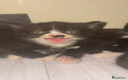 Mixed Breed cats for sale: Cute kittens need loving home - Image 3