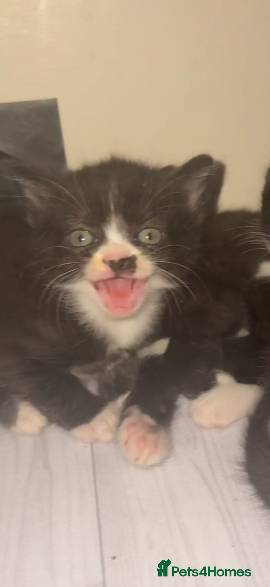Mixed Breed cats for sale: Cute kittens need loving home - Image 3