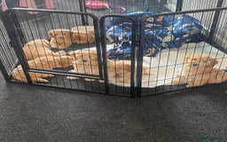 Cockapoo dogs for sale: STUNNING F1 COCKAPOO PUPPIES  - Image 22