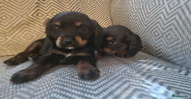 Cocker Spaniel dogs - Advert 2