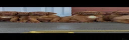 Dogue De Bordeaux dogs for sale: Show quality dogue de Bordeaux puppies .  - Advert 5