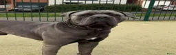 Cane Corso dogs for sale: Cane Corso Puppies - Advert 2