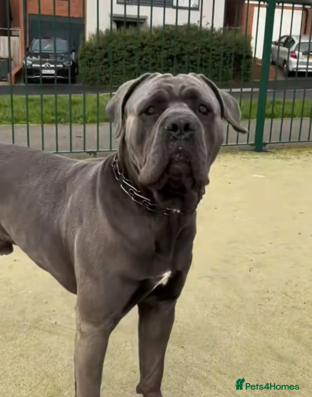Cane Corso dogs for sale: Cane Corso Puppies - Advert 2