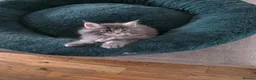 Maine Coon cats for sale: Maine coon kittens  - Advert 9