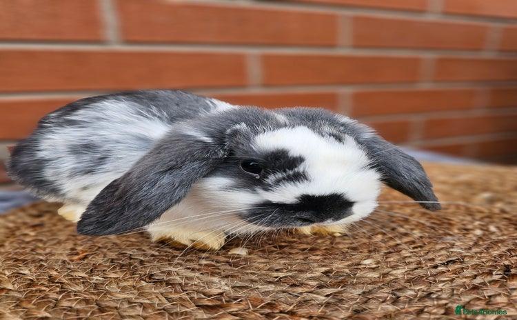 Lionhead rabbits Mini lop bucks (not lionhead using old add) - Advert 1