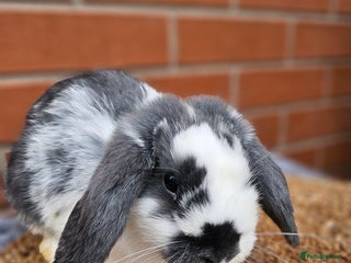 Lionhead rabbits Mini lop bucks (not lionhead using old add) - Advert 15