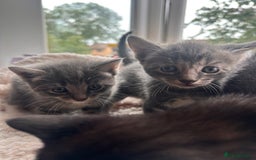 Bengal cats for sale: 6 Cuddly Bengal & Bombay Kittens - Image 4
