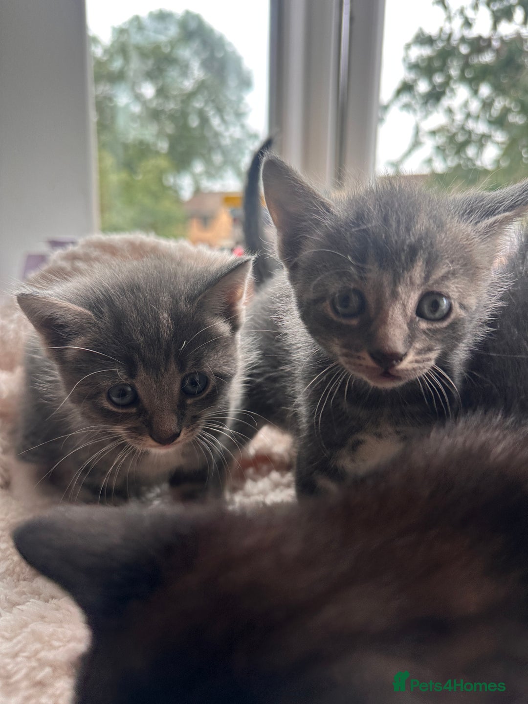 Bengal cats for sale: 6 Cuddly Bengal & Bombay Kittens - Image 4