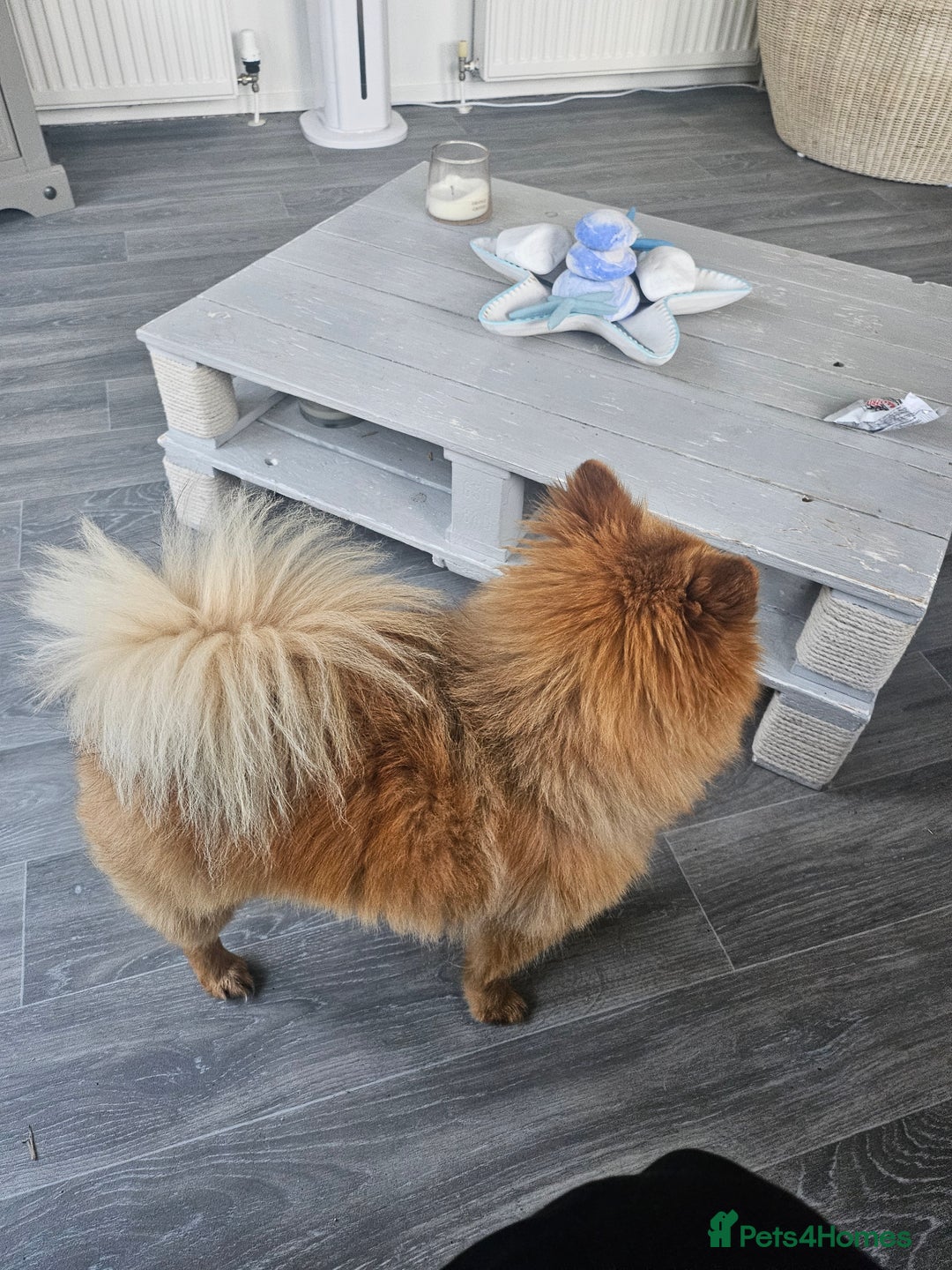 Pomeranian dogs for stud: Boysie  - Image 6
