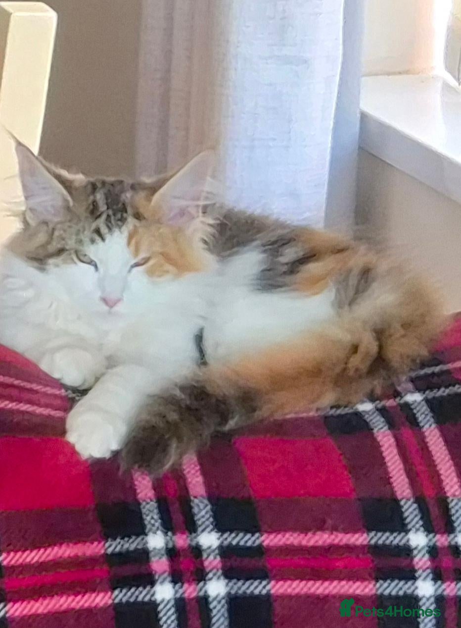 Maine Coon cats for sale: Beautiful Mainecoons  - Advert 1
