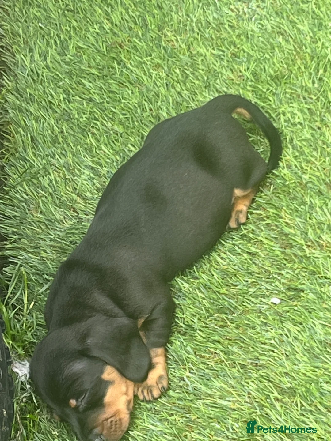 Miniature Dachshund dogs for sale: Mini dachshund boy in Coventry - Advert 2