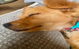 Mixed Breed dogs for adoption: Little (Tiny) Lady - Image 7