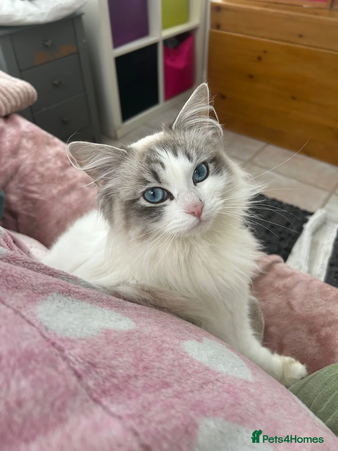 Mixed Breed cats for sale: Ragdoll cross - Advert 2