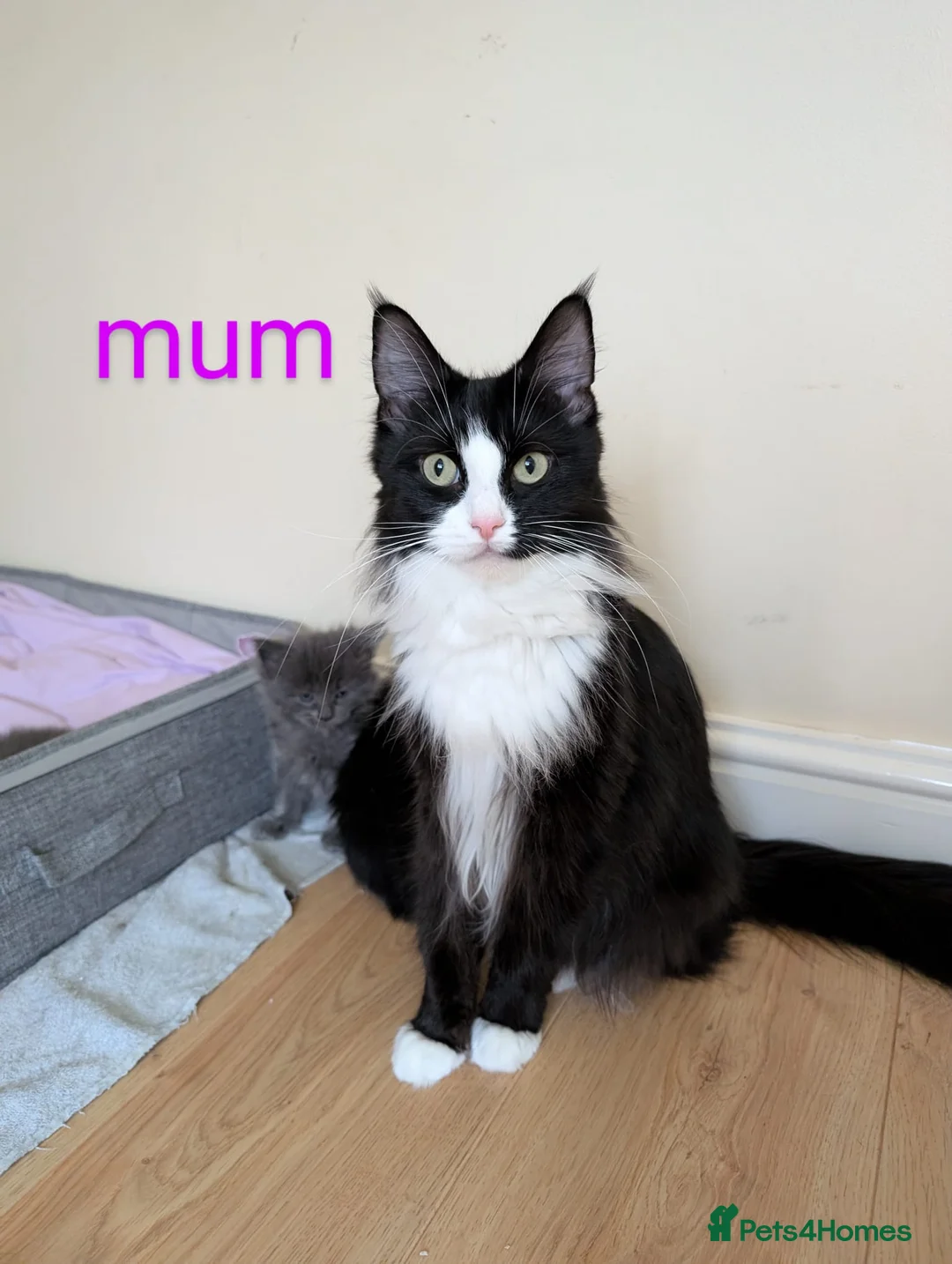 Maine Coon cats for sale: Gorgeous kittens for sale  - Advert 2