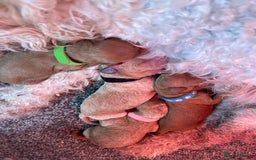 Toy Poodle dogs for sale: Toy poodles  - Image 8