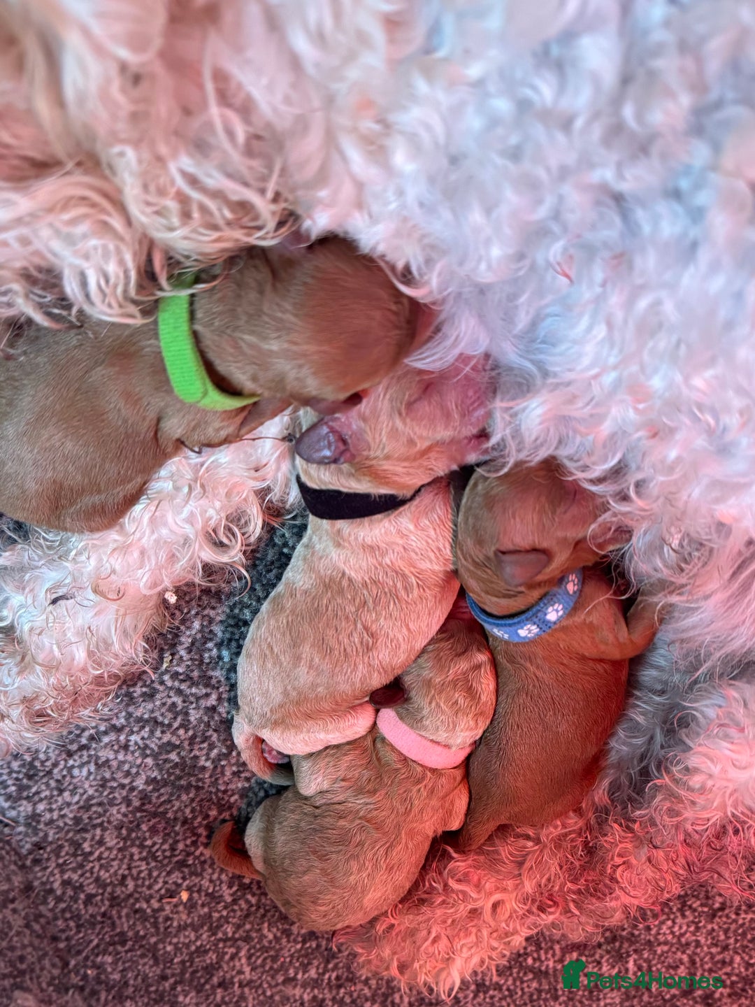 Toy Poodle dogs for sale: Toy poodles  - Image 8