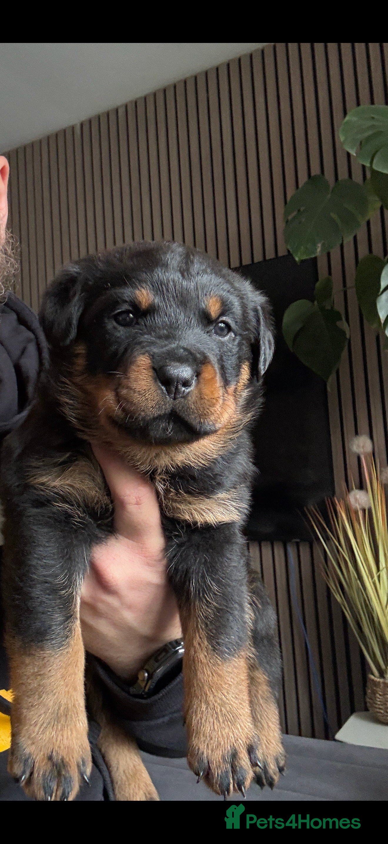 Rottweiler dogs Rottweiler Last Beautiful Girl available  - Advert 10