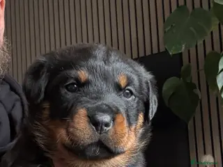 Rottweiler dogs Rottweiler Last Beautiful Girl available - Advert 10