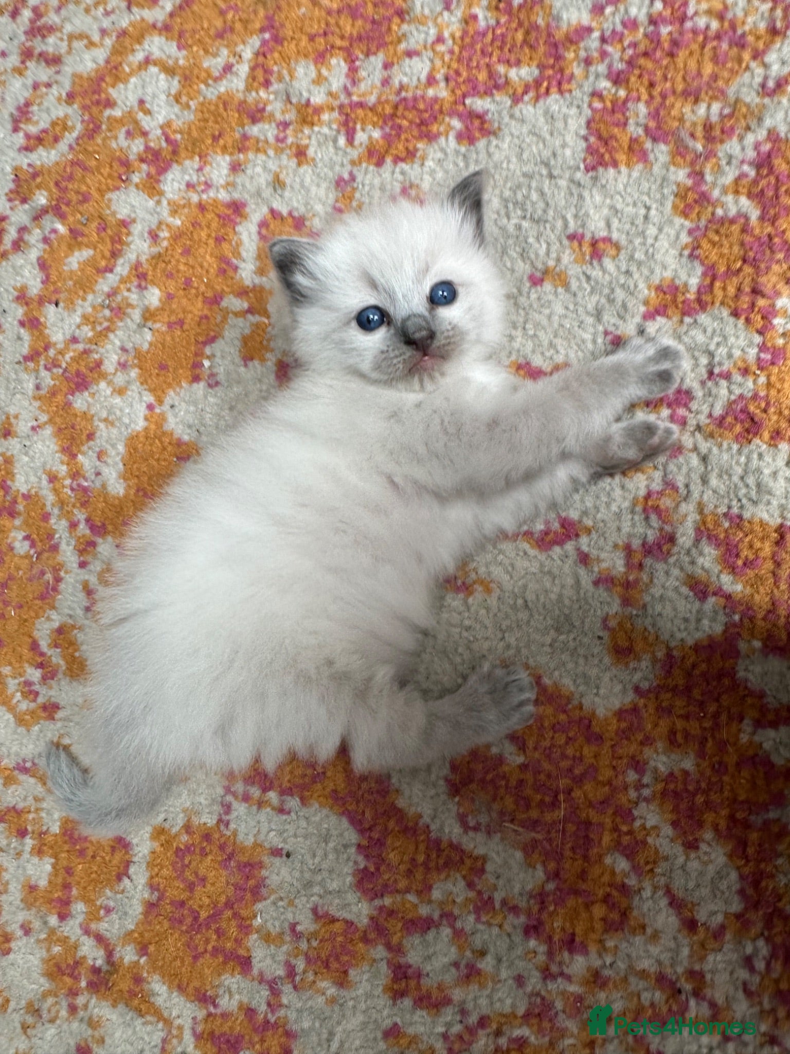 Ragdoll cats One handsome ragdoll boy kitten  for sale  - Advert 6