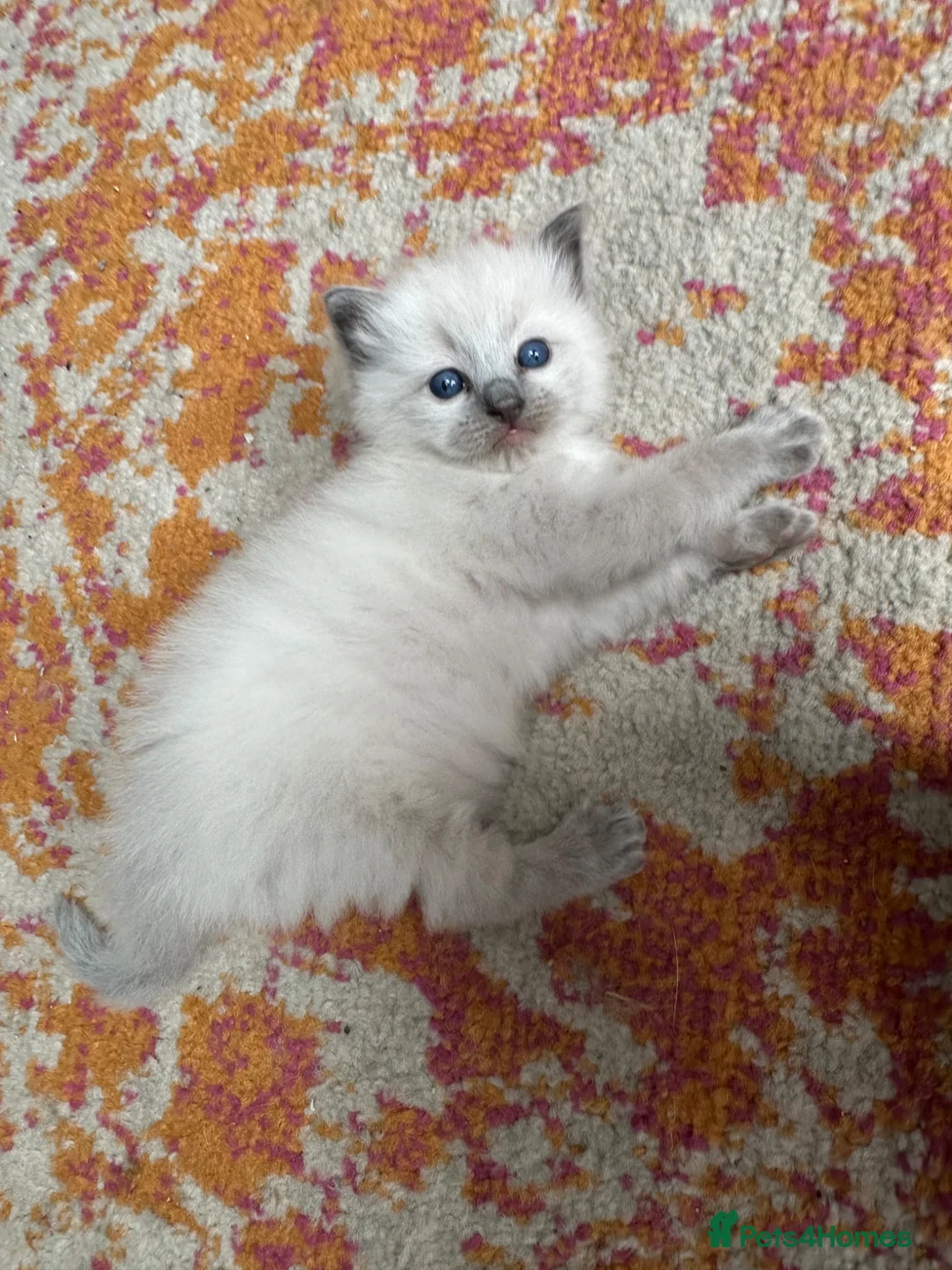 Ragdoll cats for sale: One handsome ragdoll boy kitten  for sale  - Advert 2