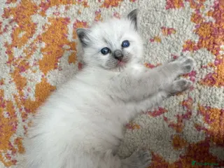 Ragdoll cats One handsome ragdoll boy kitten for sale - Advert 6