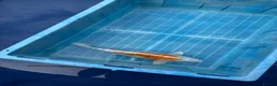 Koi Carp fish for sale: Koi carp - Advert 2