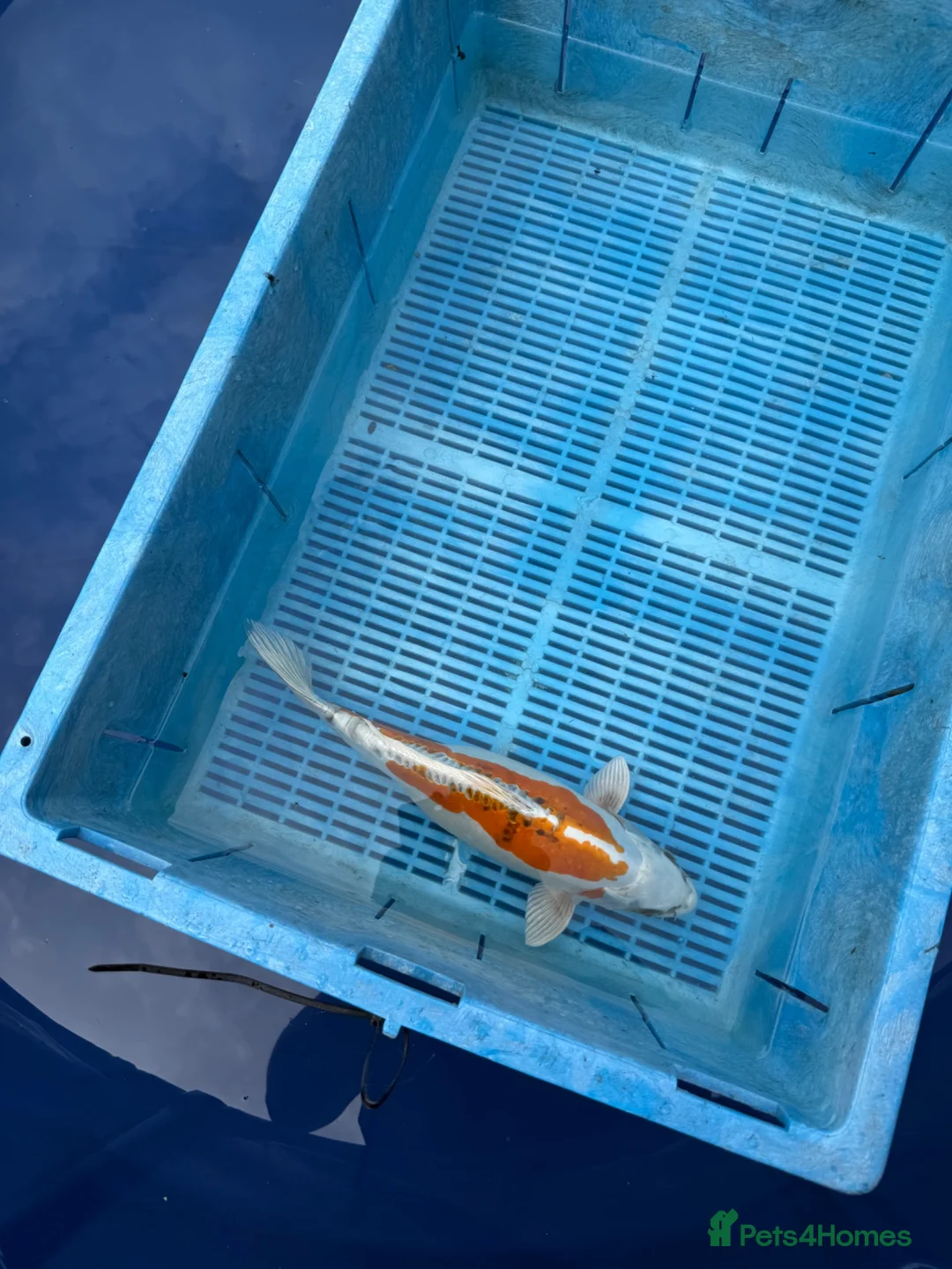 Koi Carp fish for sale: Koi carp - Advert 2