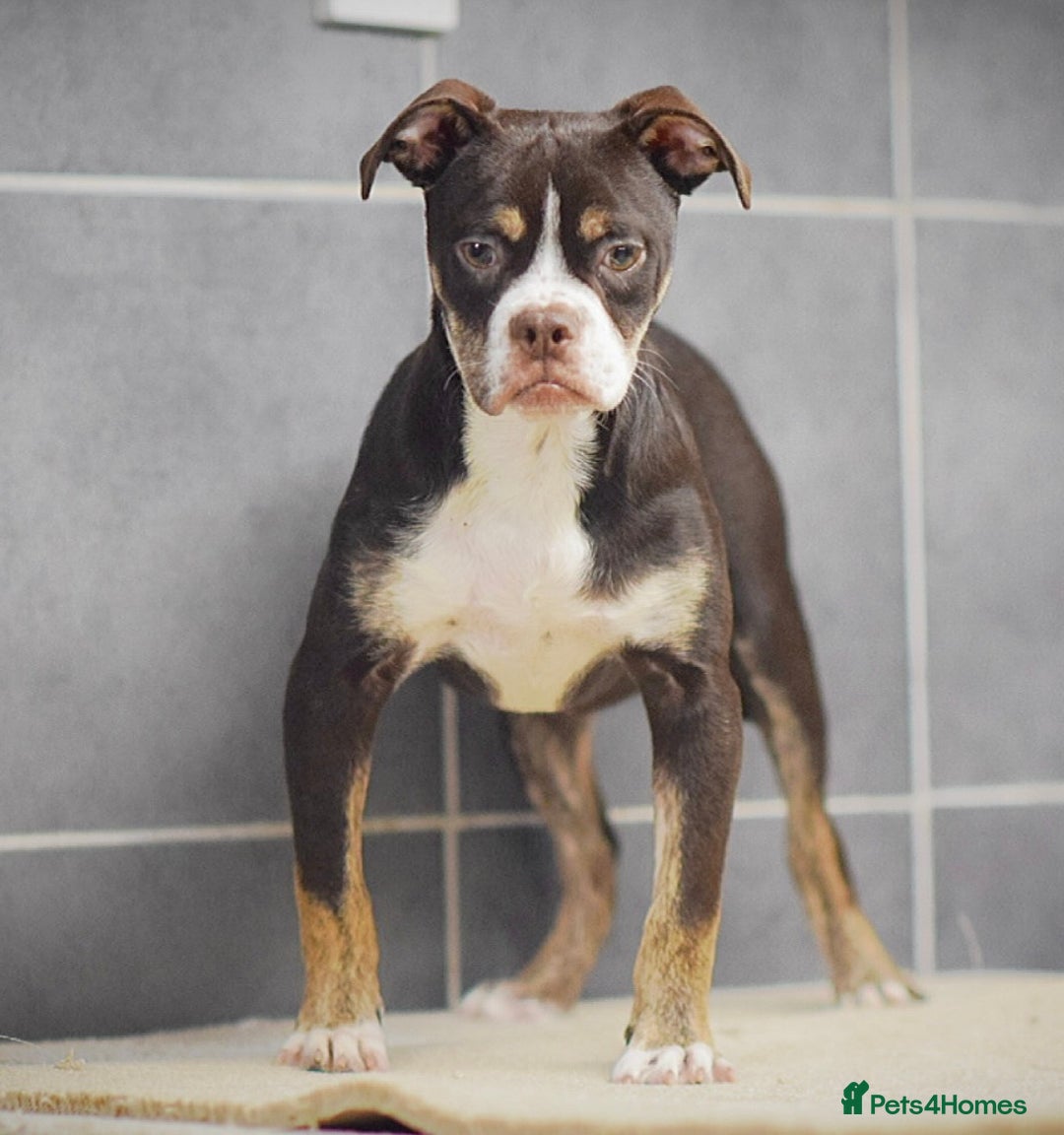 Old Tyme Bulldog dogs for sale: COUNCIL APPROVED⭐️5⭐️LICENSED.23 YEARS EXPERIENCE  - Advert 1