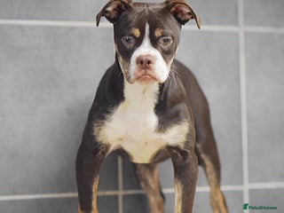 Old Tyme Bulldog dogs COUNCIL APPROVED⭐️5⭐️LICENSED.23 YEARS EXPERIENCE - Advert 11