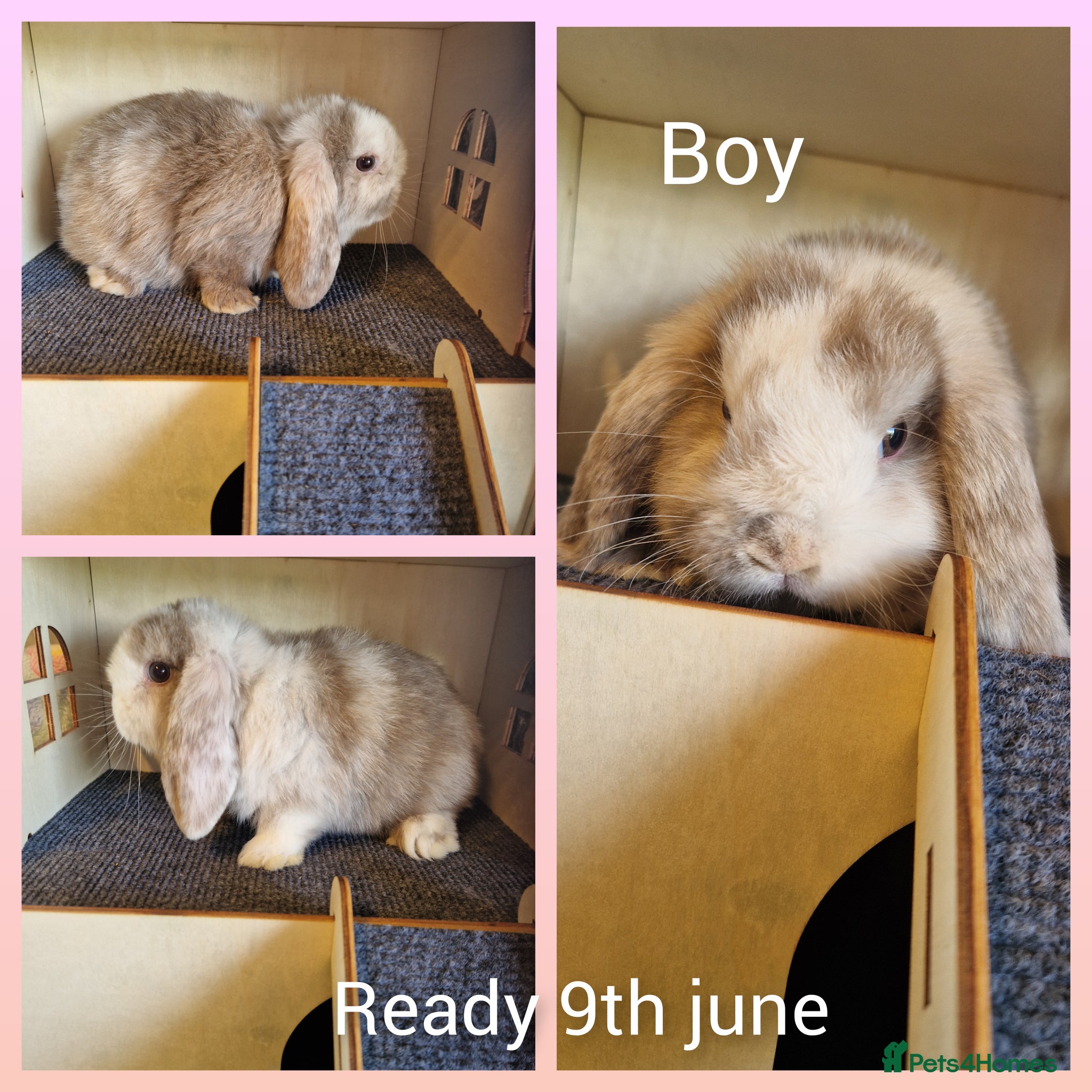 Mini Lop rabbits Last Mini lop kit ready now  - Advert 1