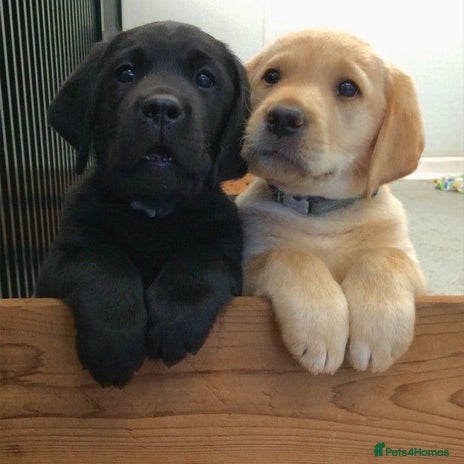 Labrador Retriever dogs - Advert 4