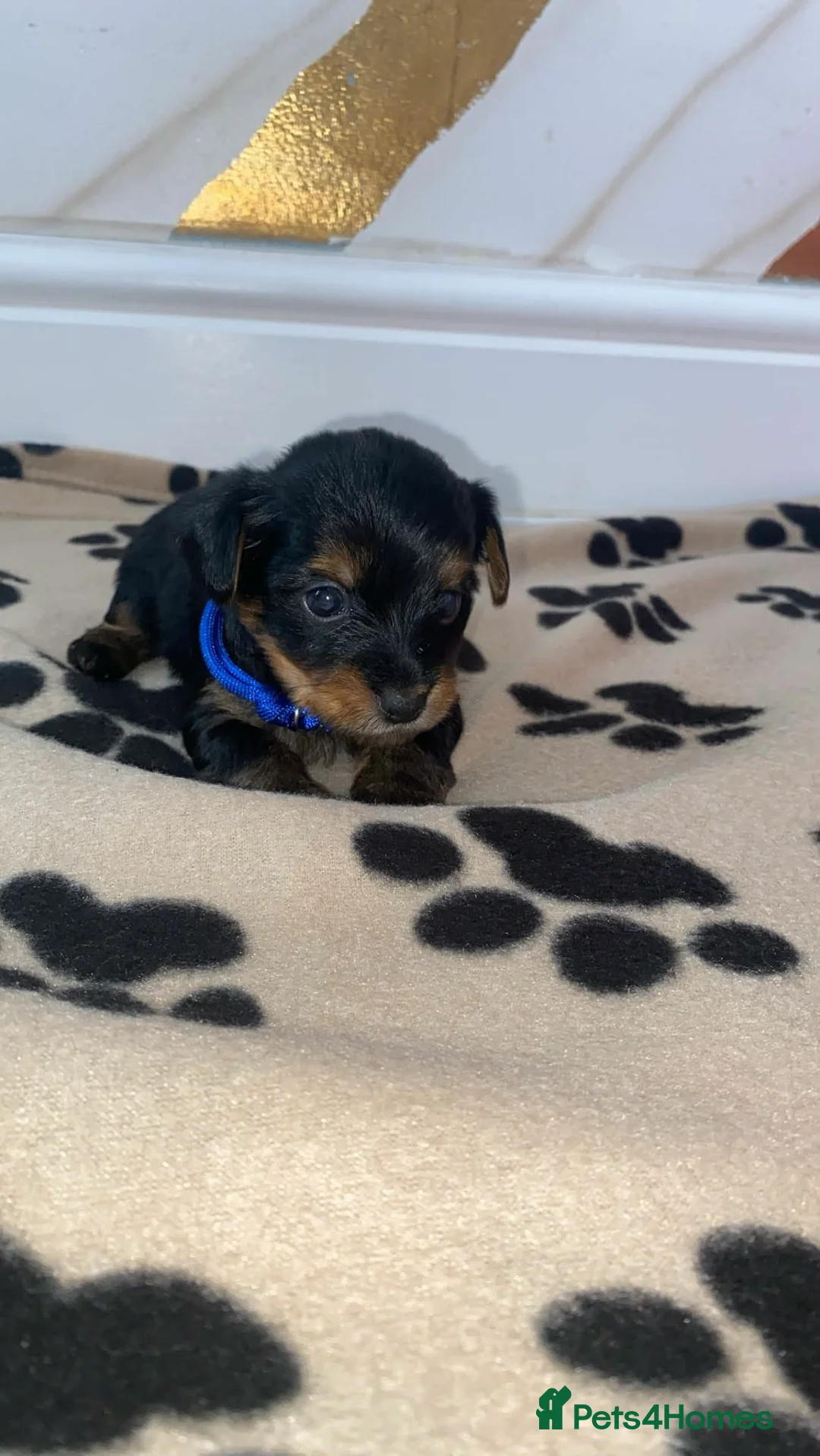 Yorkshire Terrier dogs for sale: Yorkshire puppies/ black and tan  - Advert 8