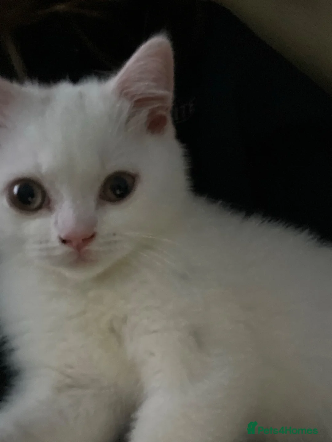 British Shorthair cats for sale: BSH LAST 1 Urgently needs a new home  - Advert 2