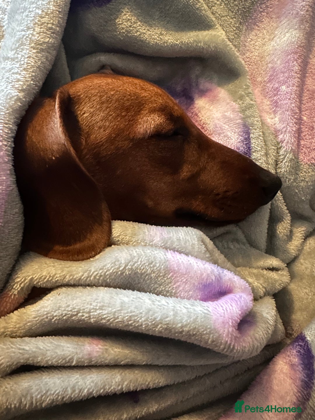 Miniature Dachshund dogs for sale: 3yr KC reg red dachshund  - Advert 4