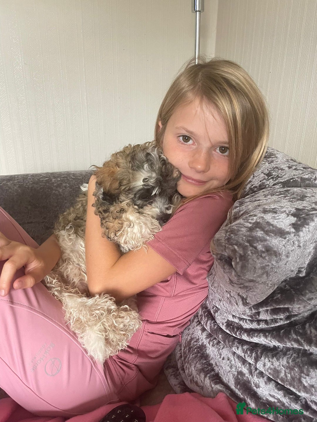 Shihpoo dogs for sale: Sad sale of our shihpoo girl lottie - Advert 2