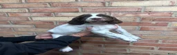 English Springer Spaniel dogs for sale: KC ESS - fully health tested parents.  - Advert 3