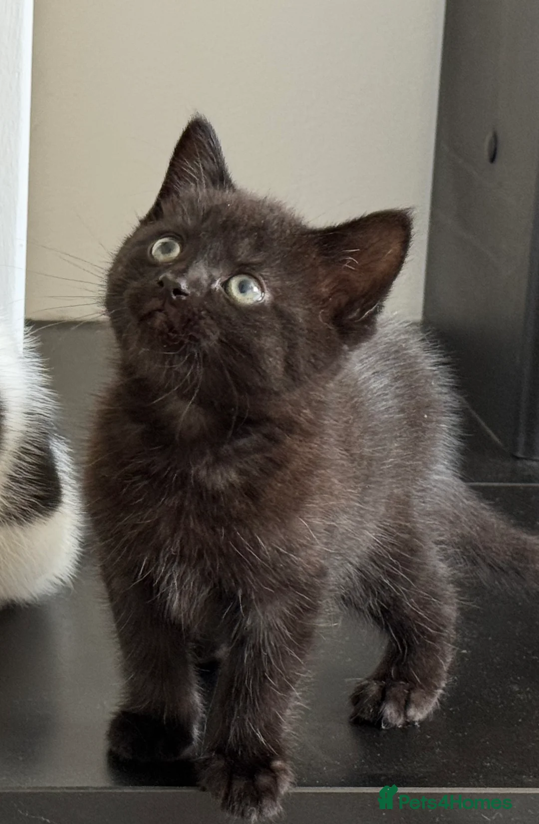 Persian cats for sale: Persian cross kitten boy  - Advert 1