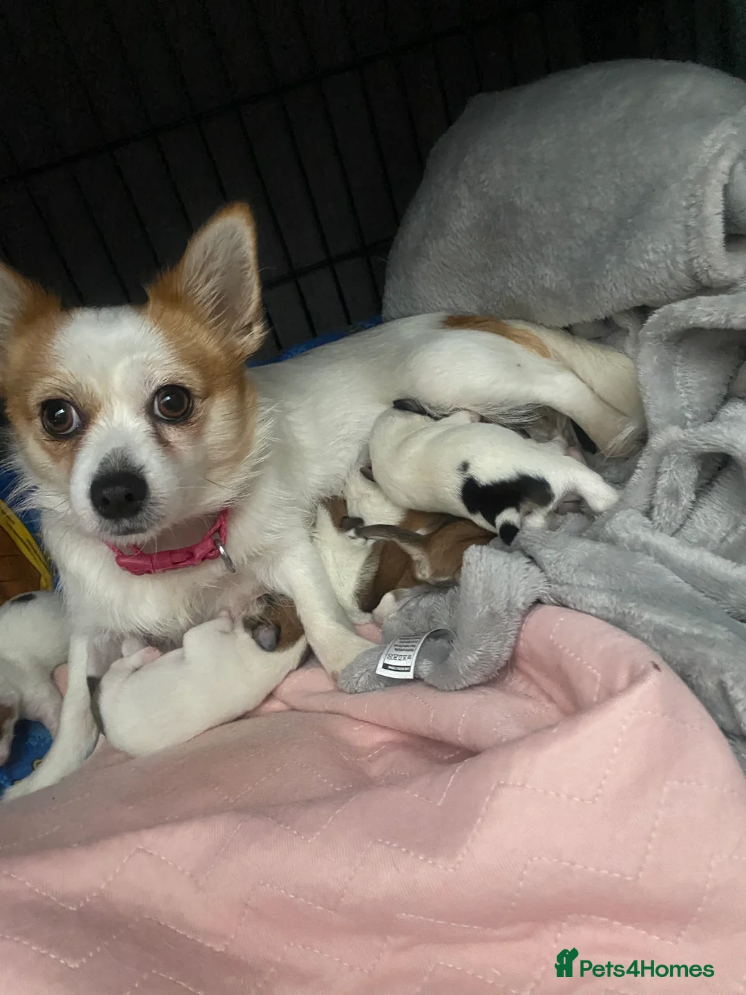 Jack Chi dogs for sale: 3/4 Chihuahua 1/4 Jack Russell puppies  - Advert 1