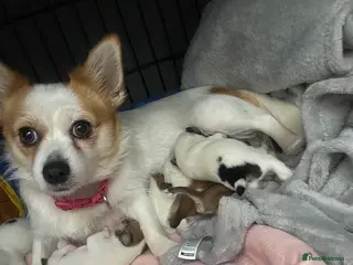 Jack Chi dogs 3/4 Chihuahua 1/4 Jack Russell puppies - Advert 6