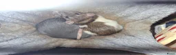 Rat rodents for sale: Two female silly tame rats in Chepstow - Advert 4