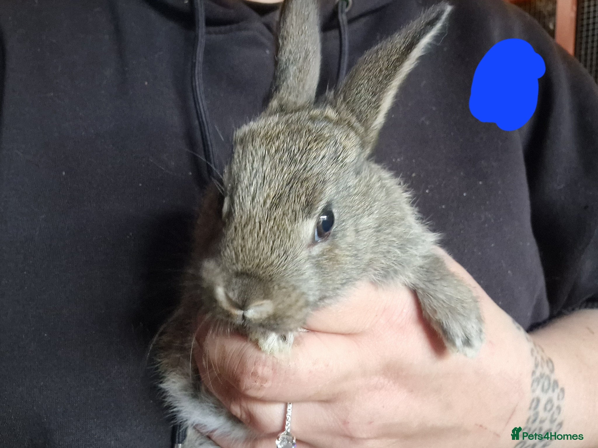 Mini Lop rabbits for sale: Mini lops  - Advert 11