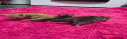 Mixed Breed cats for sale: Beautifull kittens ready to go  - Advert 30