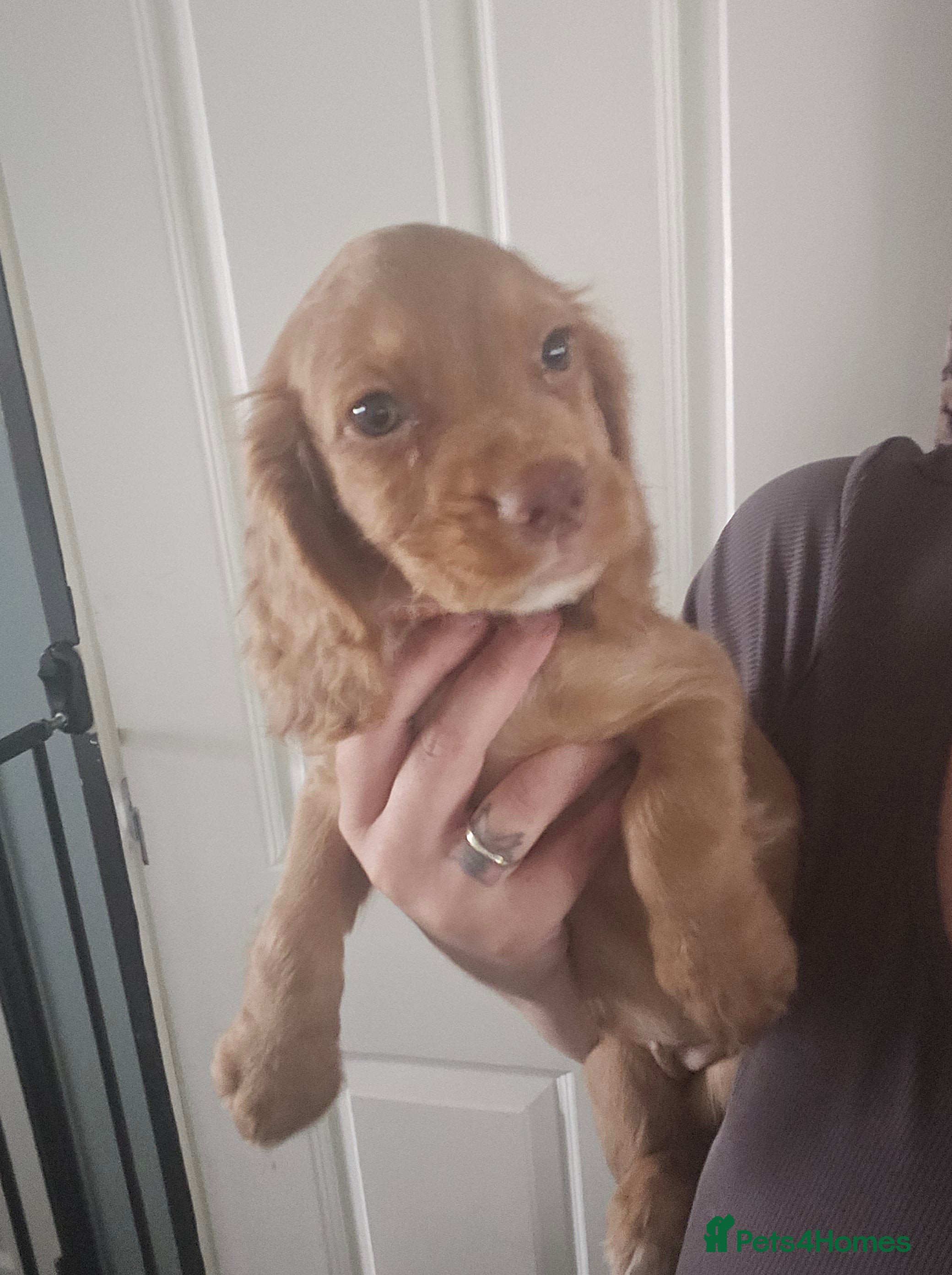 Cocker Spaniel dogs Working Cocker spaniel pups - Advert 2