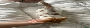 Mixed Breed 2