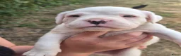 Boxer dogs for sale: Boxer pups, flashy brindle, red, white - Advert 27