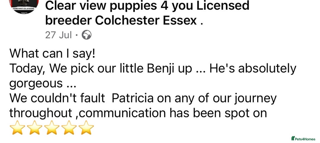 Cocker Spaniel dogs for sale: 4⭐️Licensed KC Reg English Show Cocker Spaniel - Image 34