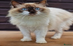Ragdoll cats for sale: Ragdolls Due 12th August  - Image 6