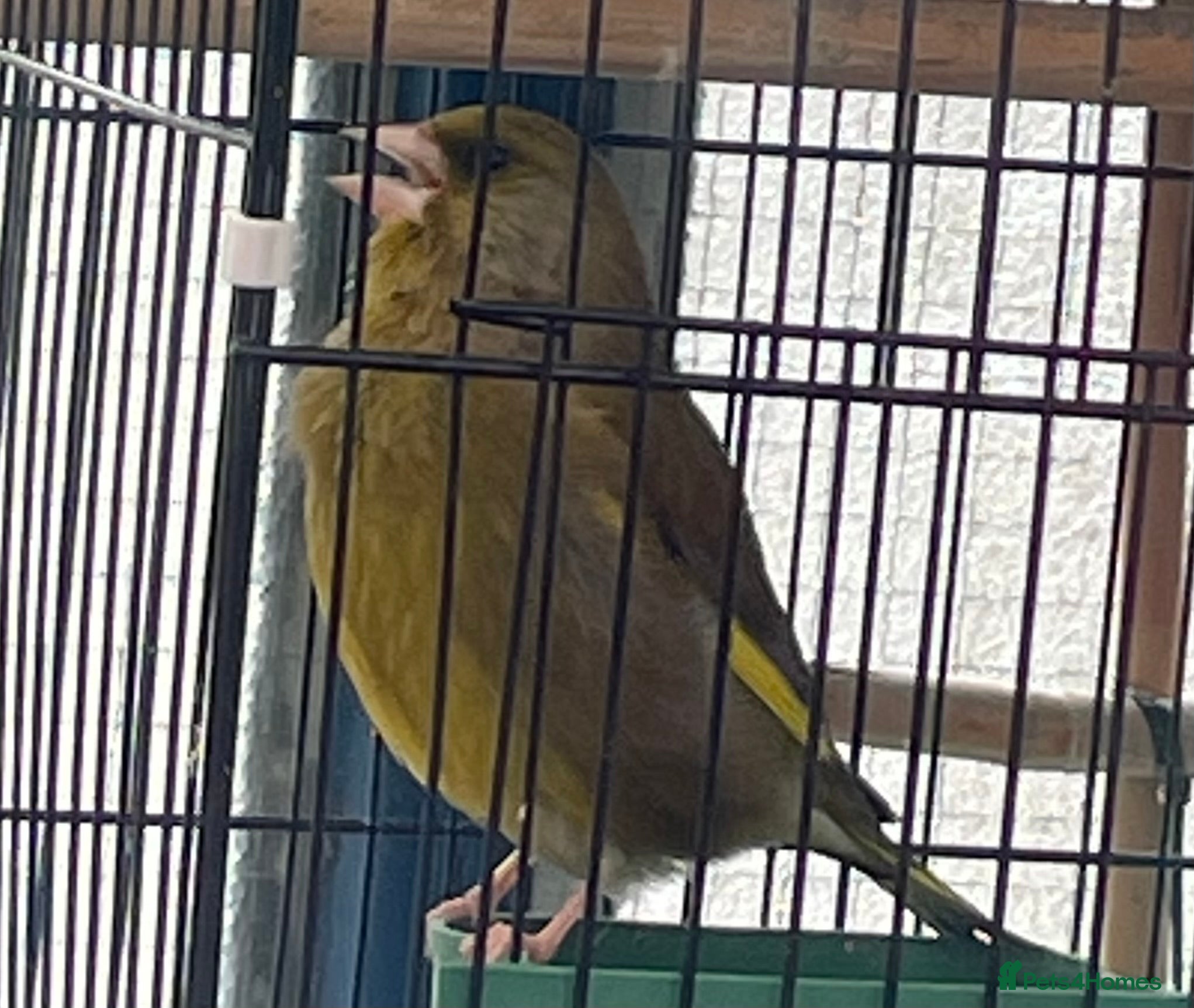 Finches birds Green finch  - Advert 1